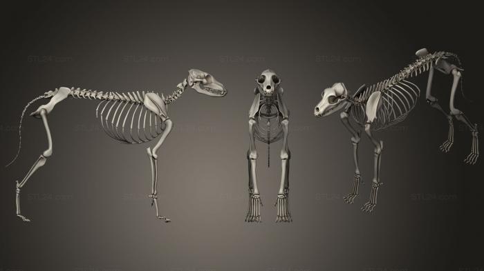 Анатомия скелеты и черепа (Скелет собаки, ANTM_1186) 3D модель для ЧПУ станка